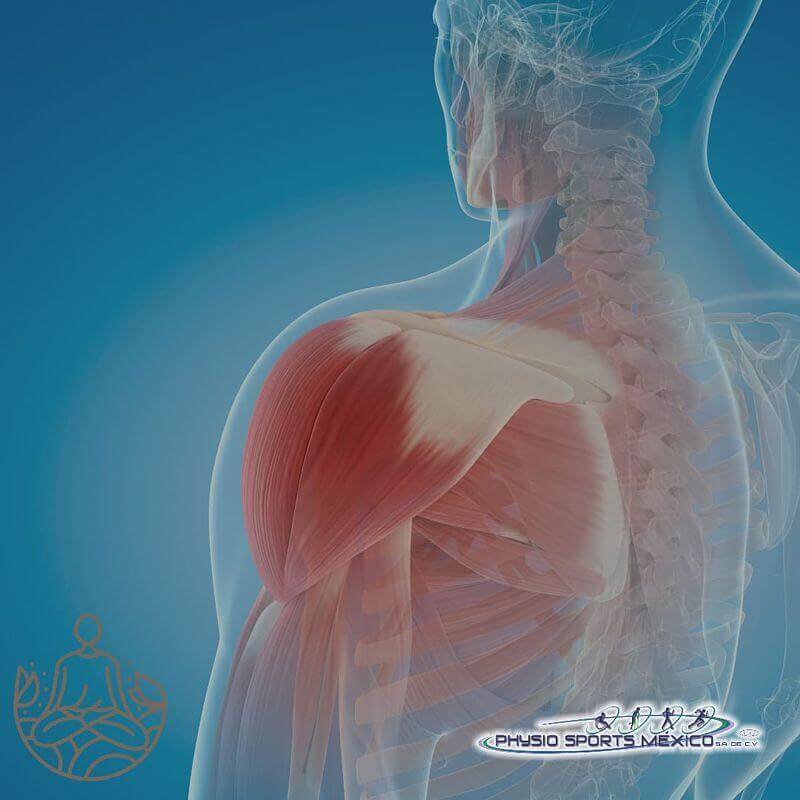 Fascias y fisioterapia