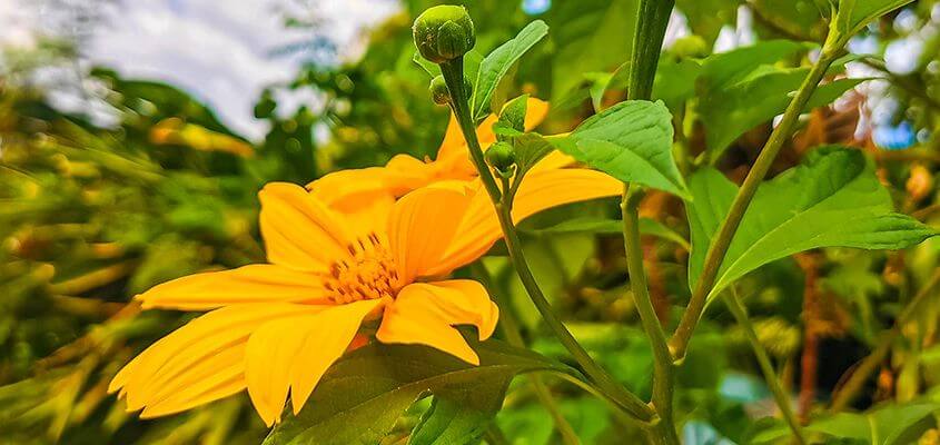La Crema de Árnica realmente funciona